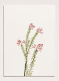 "Pink Mountain Heather" Art Print_Sugar & Canvas_Mary Vaux Walcott
