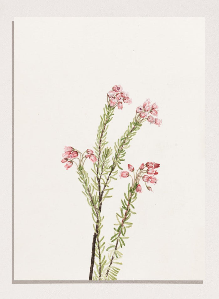 "Pink Mountain Heather" Art Print_Sugar & Canvas_Mary Vaux Walcott