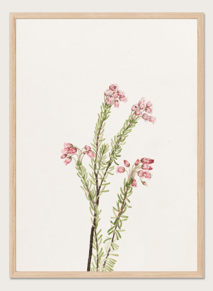 "Pink Mountain Heather" Art Print_Sugar & Canvas_Mary Vaux Walcott