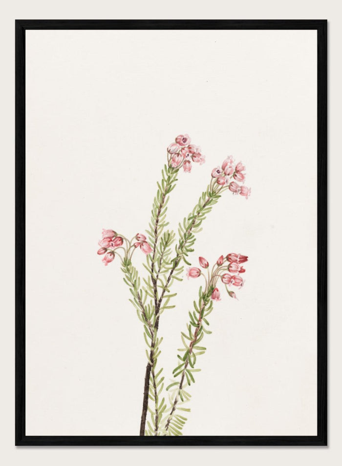 "Pink Mountain Heather" Art Print_Sugar & Canvas_Mary Vaux Walcott
