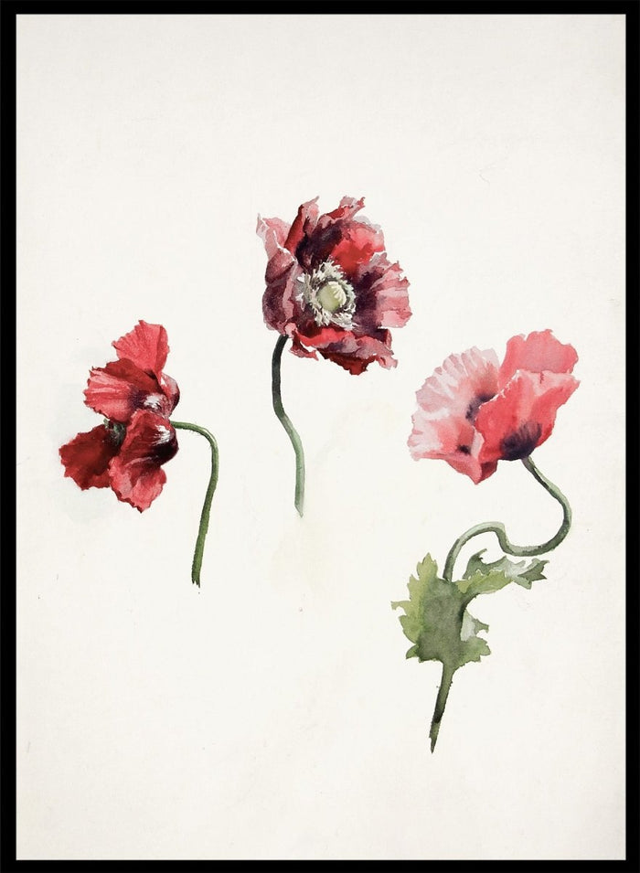 Poppy Flowers by Lilly Walther is a vintage botanical print of three red and pink poppies in watercolor, a floral wall art print for any room.