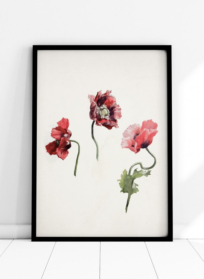 Poppy Flowers by Lilly Walther is a vintage botanical print of three red and pink poppies in watercolor, a floral wall art print for any room.