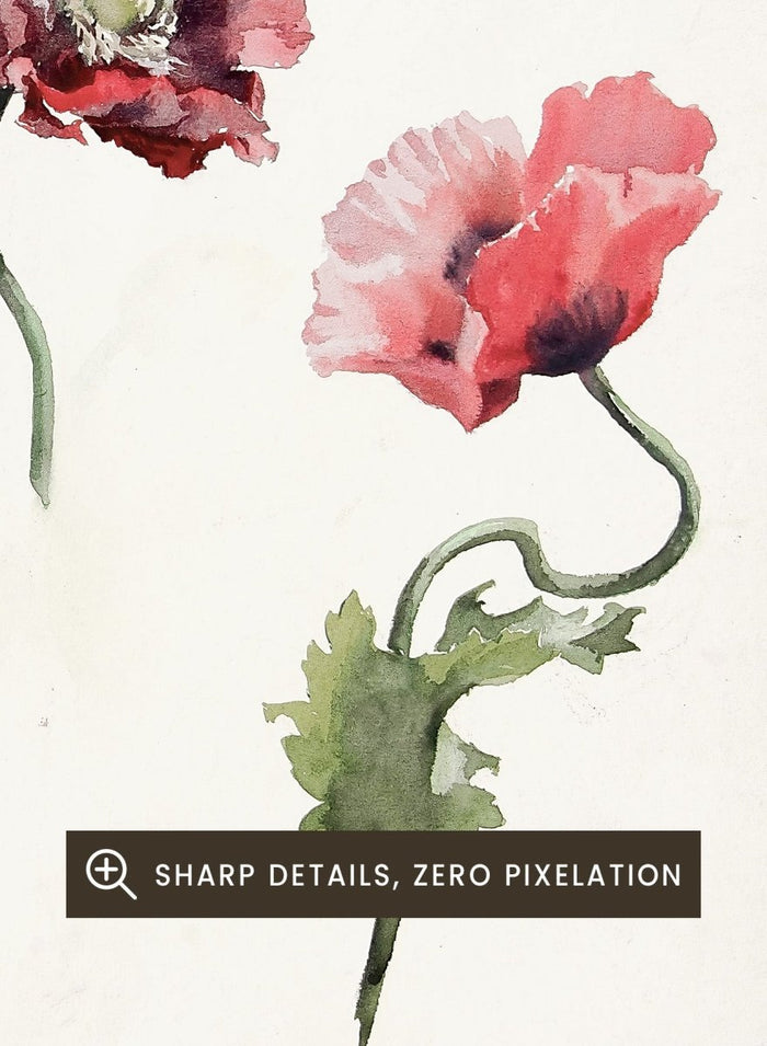 Poppy Flowers by Lilly Walther is a vintage botanical print of three red and pink poppies in watercolor, a floral wall art print for any room.