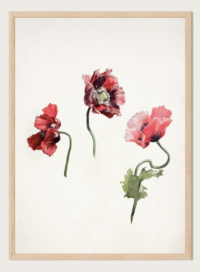 Poppy Flowers by Lilly Walther is a vintage botanical print of three red and pink poppies in watercolor, a floral wall art print for any room.