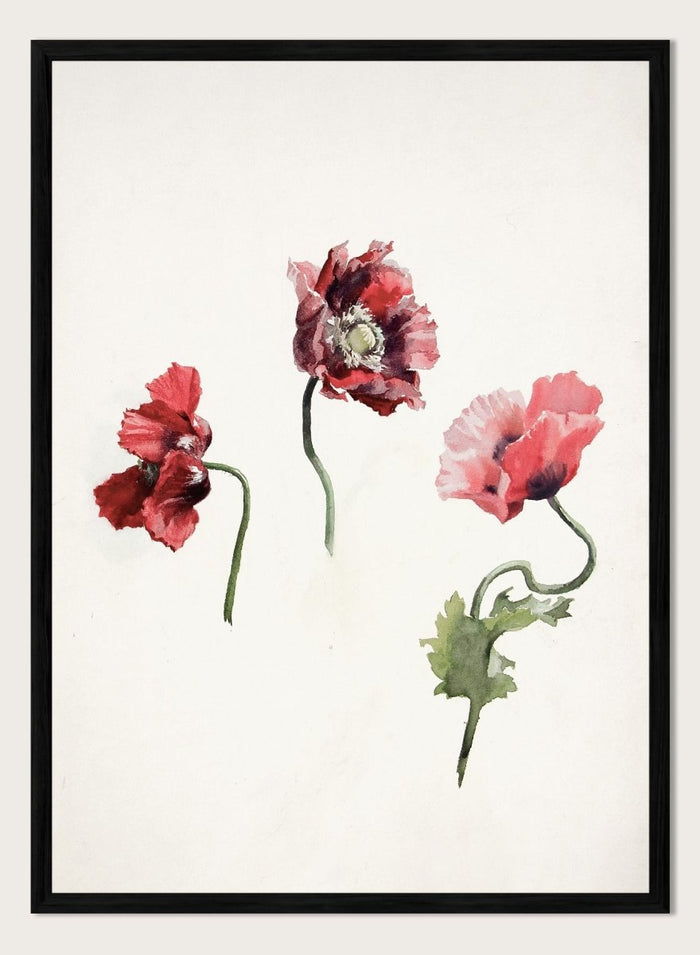 Poppy Flowers by Lilly Walther is a vintage botanical print of three red and pink poppies in watercolor, a floral wall art print for any room.