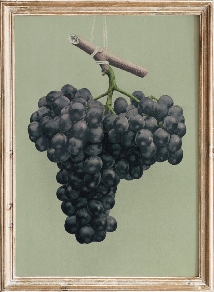 "Prize Black Alicante Grapes" Art Print_Sugar & Canvas_Louis Prang & Co