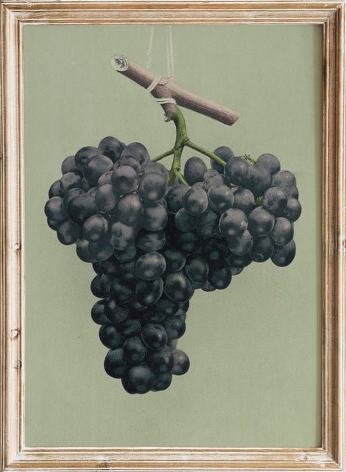 "Prize Black Alicante Grapes" Art Print_Sugar & Canvas_Louis Prang & Co