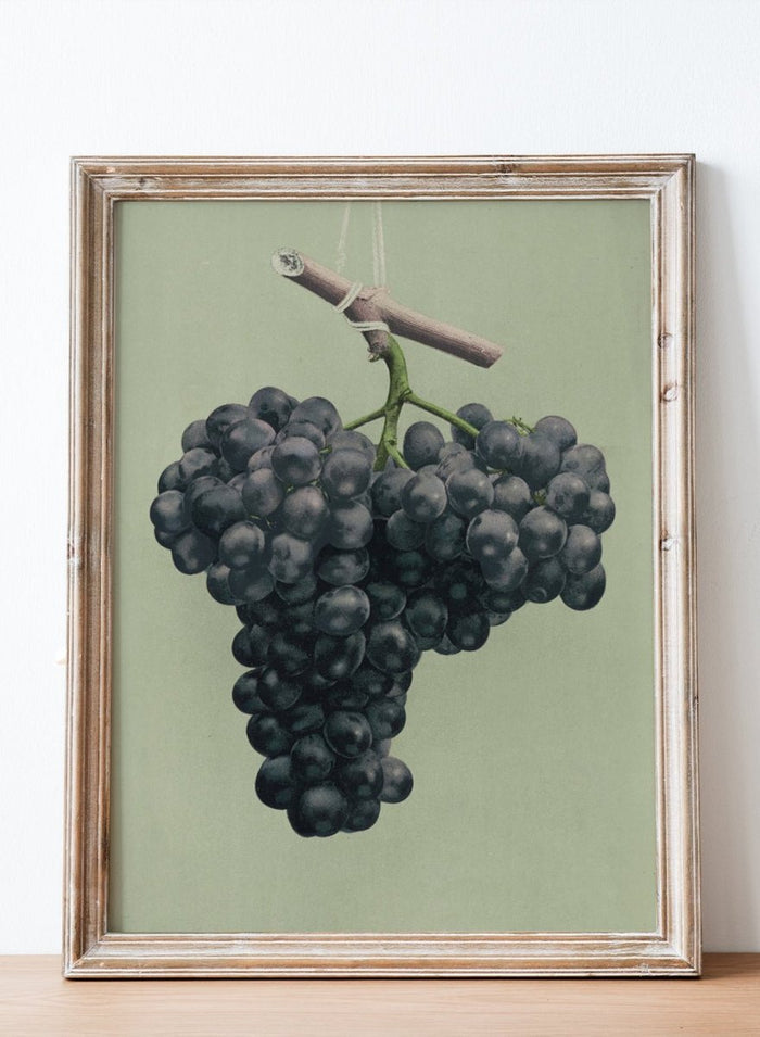 "Prize Black Alicante Grapes" Art Print_Sugar & Canvas_Louis Prang & Co