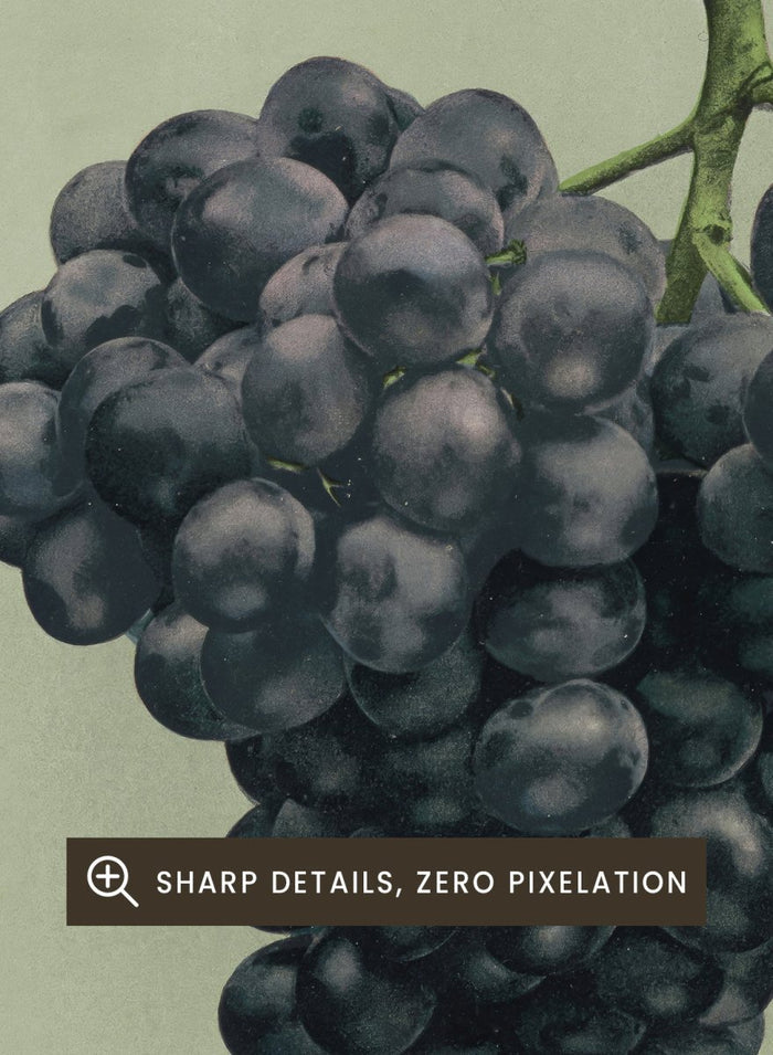 "Prize Black Alicante Grapes" Art Print_Sugar & Canvas_Louis Prang & Co