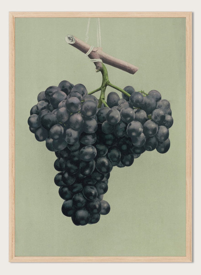 "Prize Black Alicante Grapes" Art Print_Sugar & Canvas_Louis Prang & Co