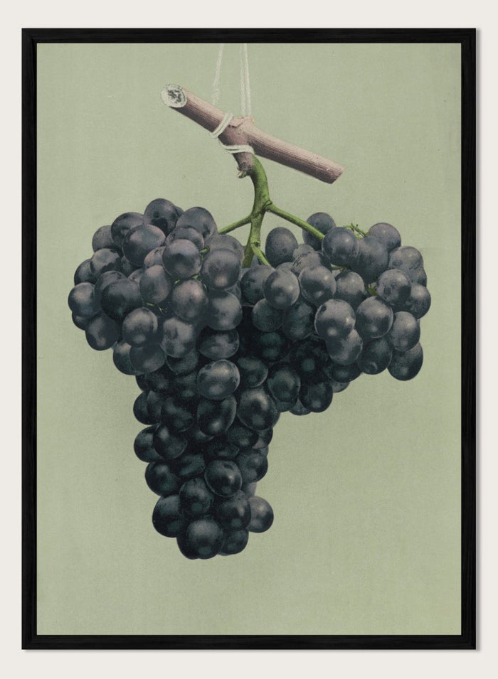 "Prize Black Alicante Grapes" Art Print_Sugar & Canvas_Louis Prang & Co
