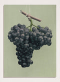 "Prize Black Alicante Grapes" Art Print_Sugar & Canvas_Louis Prang & Co