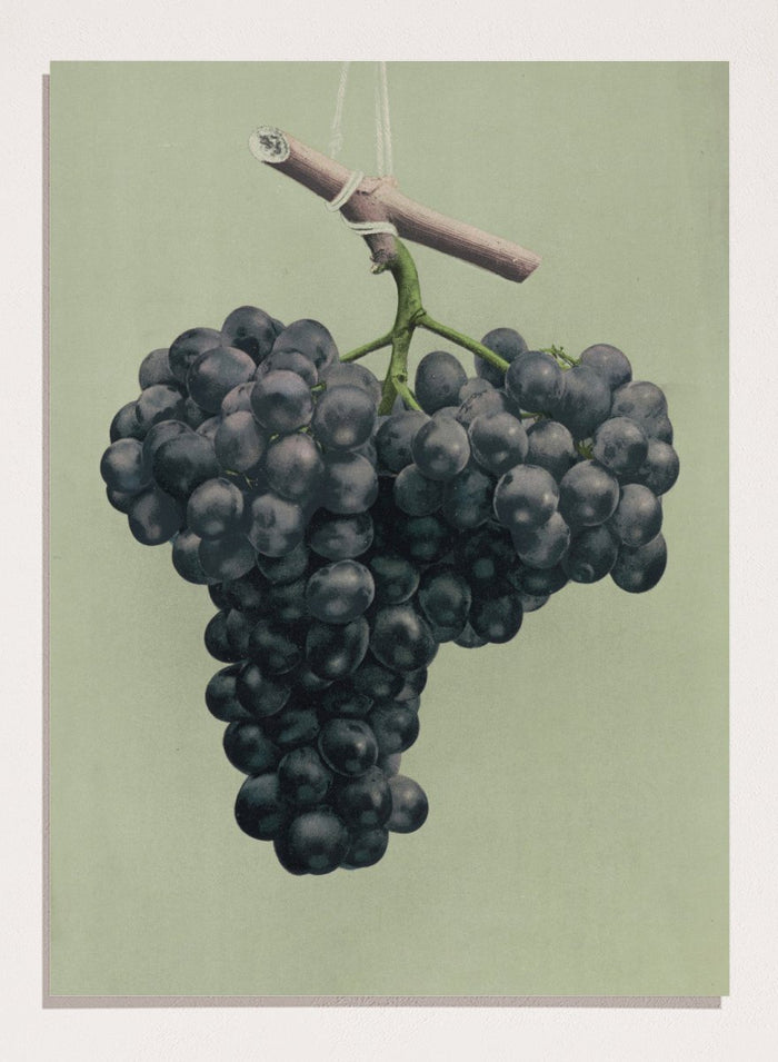 "Prize Black Alicante Grapes" Art Print_Sugar & Canvas_Louis Prang & Co