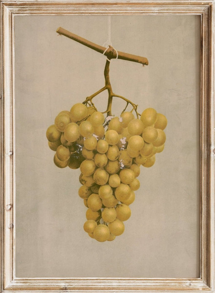 "Prize Golden Hamburg Grapes" Art Print_Sugar & Canvas_Louis Prang & Co