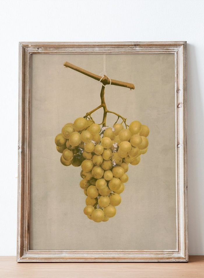 "Prize Golden Hamburg Grapes" Art Print_Sugar & Canvas_Louis Prang & Co