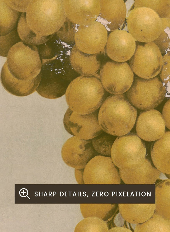 "Prize Golden Hamburg Grapes" Art Print_Sugar & Canvas_Louis Prang & Co