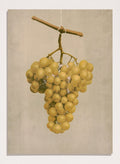 "Prize Golden Hamburg Grapes" Art Print_Sugar & Canvas_Louis Prang & Co