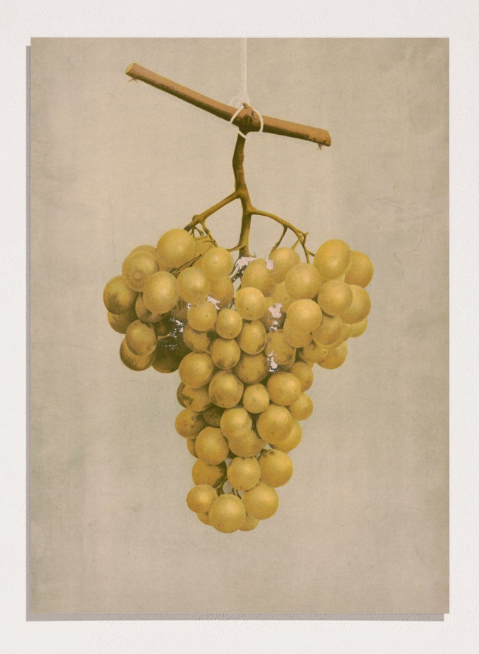"Prize Golden Hamburg Grapes" Art Print_Sugar & Canvas_Louis Prang & Co
