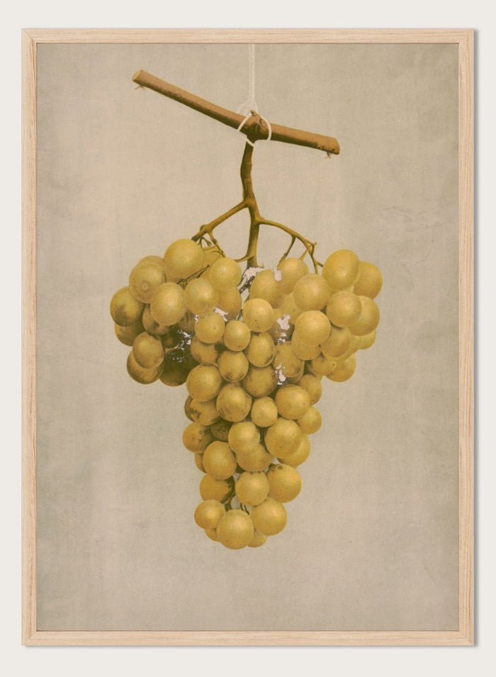 "Prize Golden Hamburg Grapes" Art Print_Sugar & Canvas_Louis Prang & Co