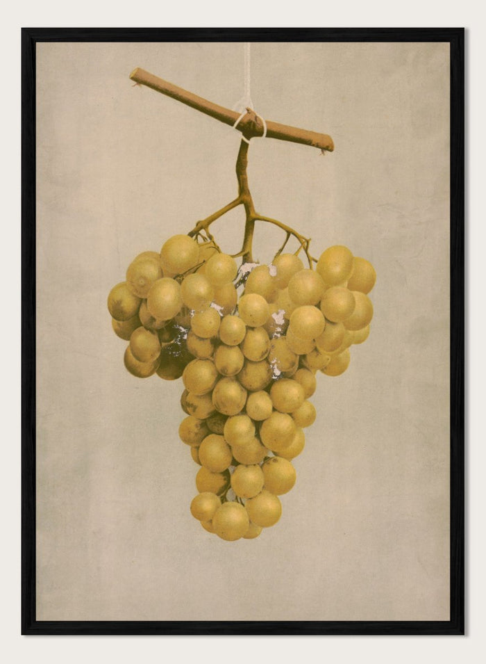 "Prize Golden Hamburg Grapes" Art Print_Sugar & Canvas_Louis Prang & Co