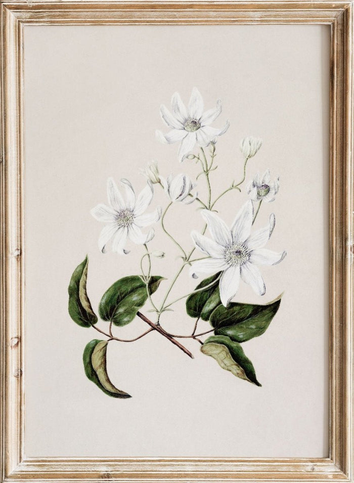 "Puawananga: Clematis Indivisa" Art Print_Sugar & Canvas_Sarah Featon