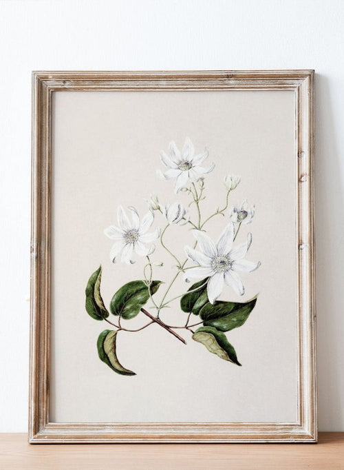 "Puawananga: Clematis Indivisa" Art Print_Sugar & Canvas_Sarah Featon