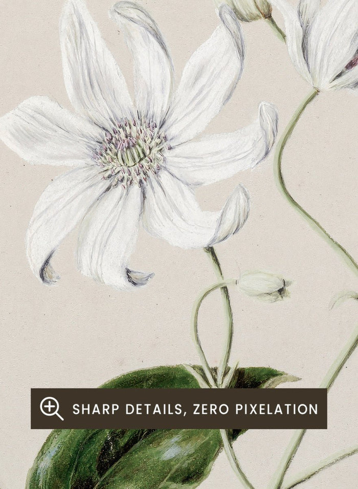 "Puawananga: Clematis Indivisa" Art Print_Sugar & Canvas_Sarah Featon
