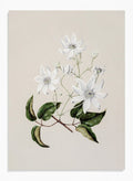 "Puawananga: Clematis Indivisa" Art Print_Sugar & Canvas_Sarah Featon