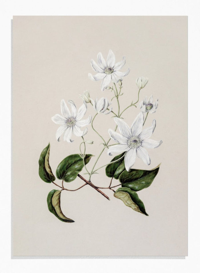 "Puawananga: Clematis Indivisa" Art Print_Sugar & Canvas_Sarah Featon