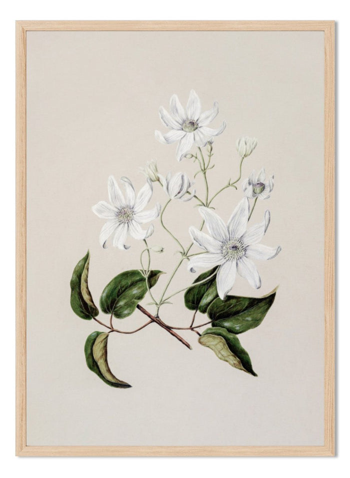 "Puawananga: Clematis Indivisa" Art Print_Sugar & Canvas_Sarah Featon