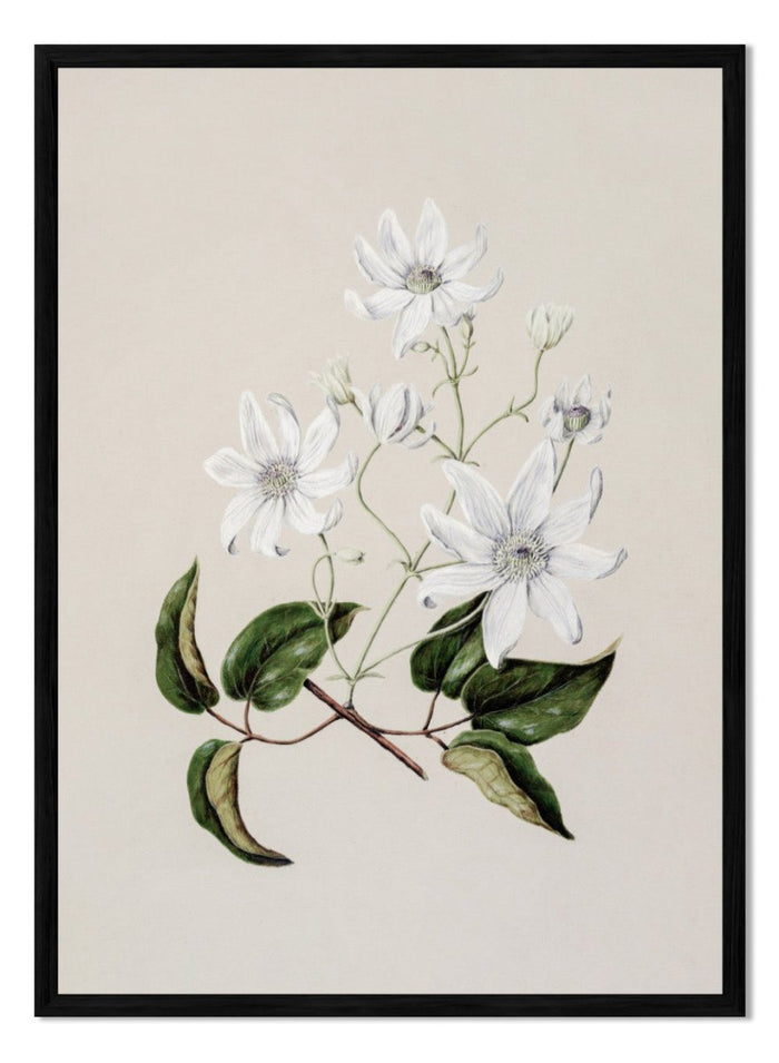 "Puawananga: Clematis Indivisa" Art Print_Sugar & Canvas_Sarah Featon