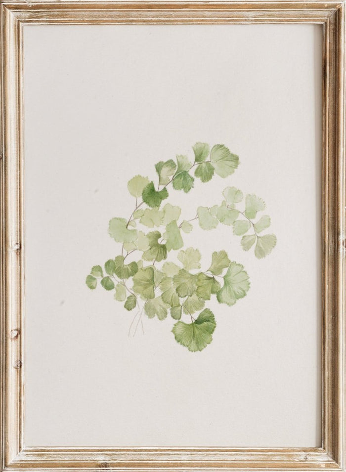 "Puccoon" Art Print_Sugar & Canvas_Mary Vaux Walcott