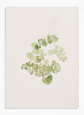 "Puccoon" Art Print_Sugar & Canvas_Mary Vaux Walcott