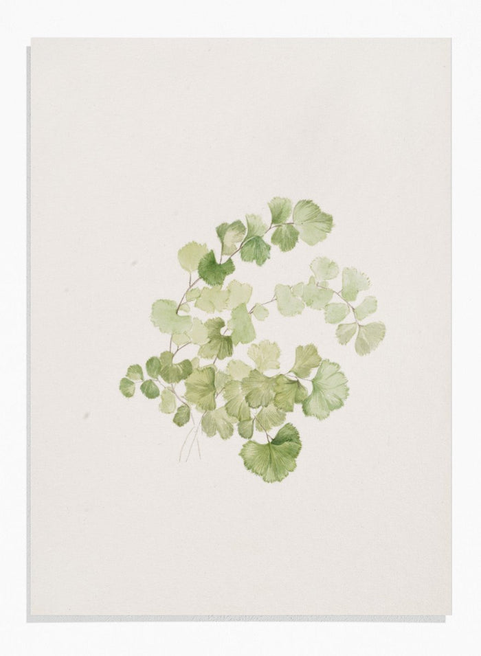 "Puccoon" Art Print_Sugar & Canvas_Mary Vaux Walcott