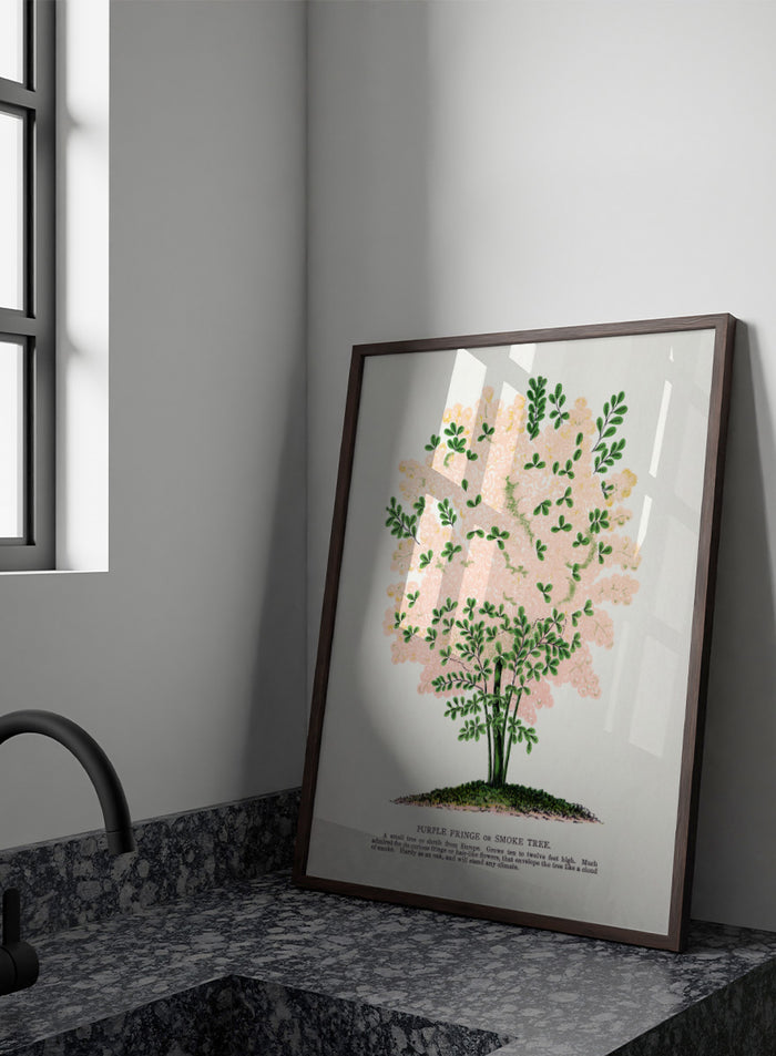 Shop the Purple Fringe Tree art print by Botanical Specimen Rochester Lithographing, a vintage botanical tree illustration featuring soft pink smoke-like blooms and green foliage from a 1900 plate.