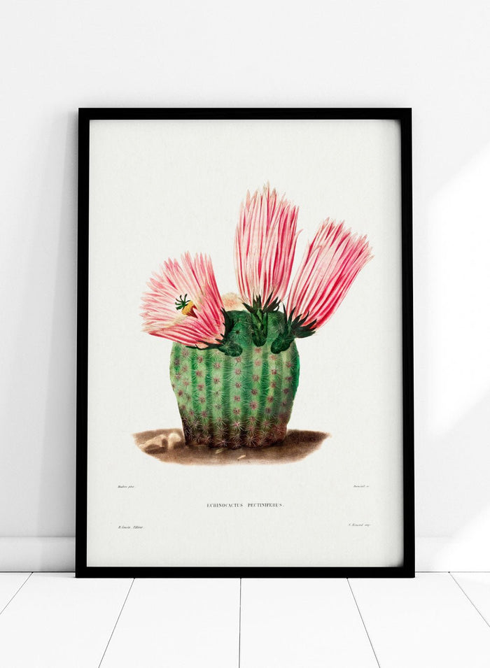 Rainbow Cactus Vintage Art Print BA28_Sugar & Canvas