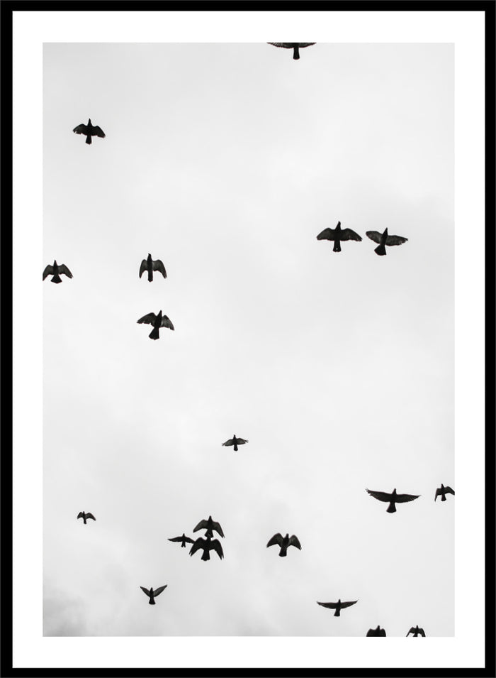 Shot by Clint - Birds in Flight Art Print_Sugar & Canvas_Shot by Clint