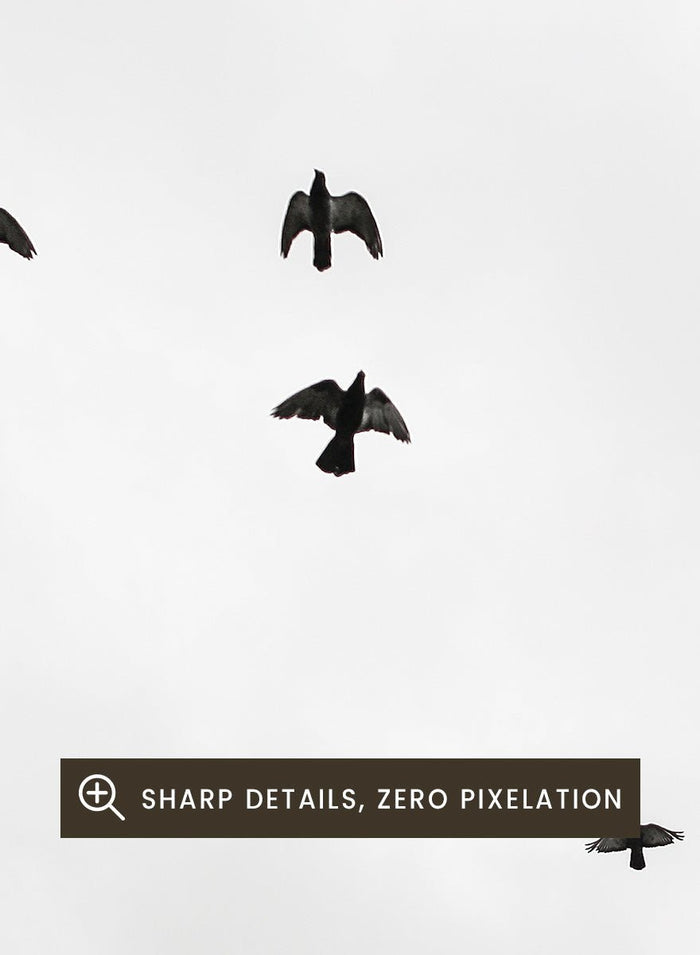 Shot by Clint - Birds in Flight Art Print_Sugar & Canvas_Shot by Clint