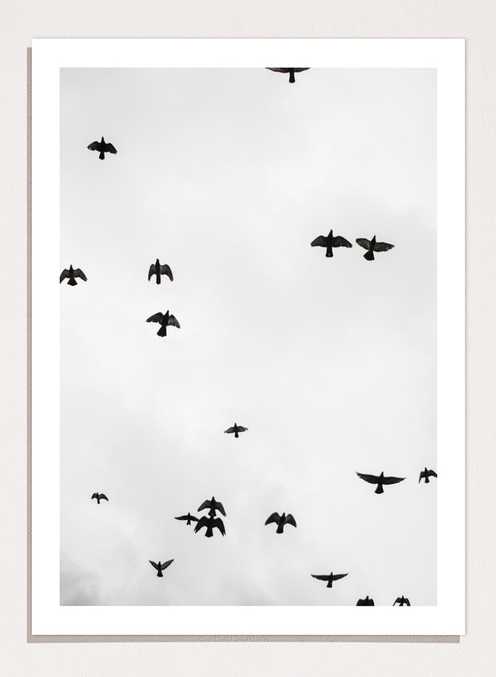 Shot by Clint - Birds in Flight Art Print_Sugar & Canvas_Shot by Clint