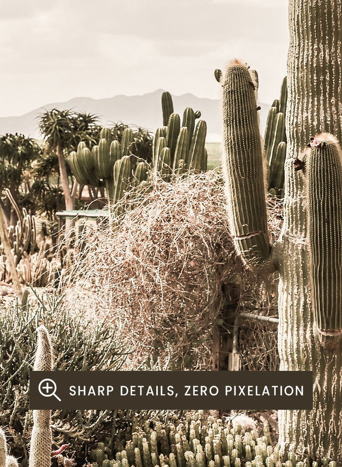 Shot by Clint - Cactus Farm Art Print_Sugar & Canvas_Shot by Clint