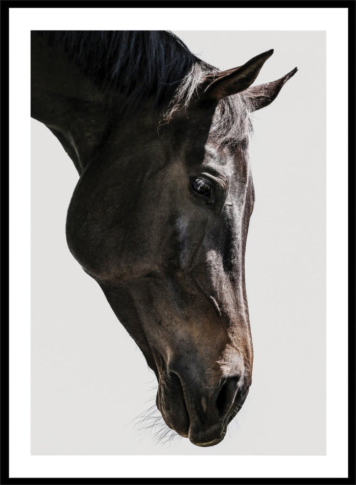 Shot by Clint - Gentle Equine Gaze Art Print_Sugar & Canvas_Shot by Clint