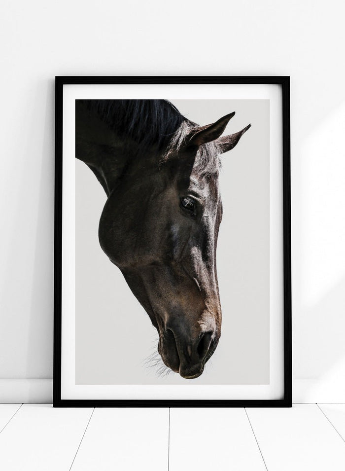 Shot by Clint - Gentle Equine Gaze Art Print_Sugar & Canvas_Shot by Clint