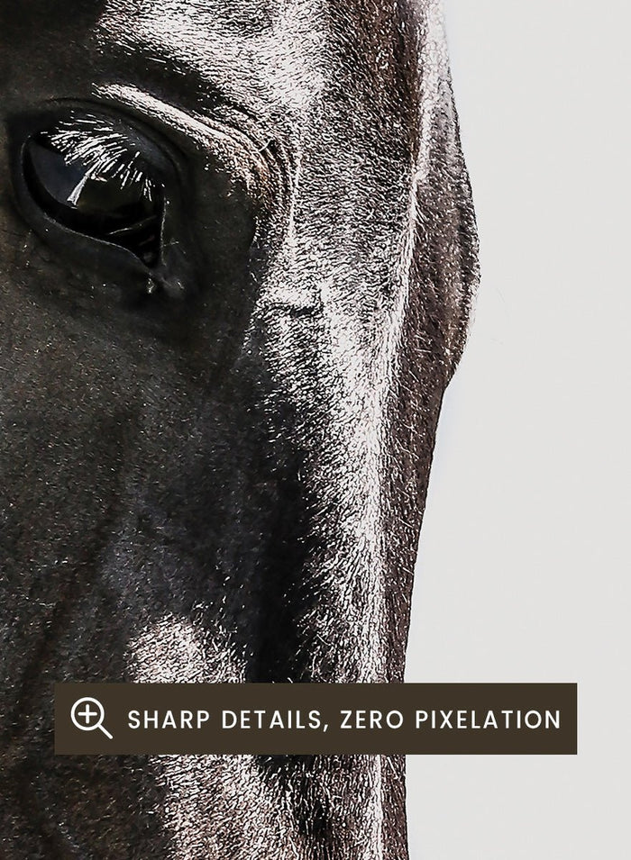 Shot by Clint - Gentle Equine Gaze Art Print_Sugar & Canvas_Shot by Clint