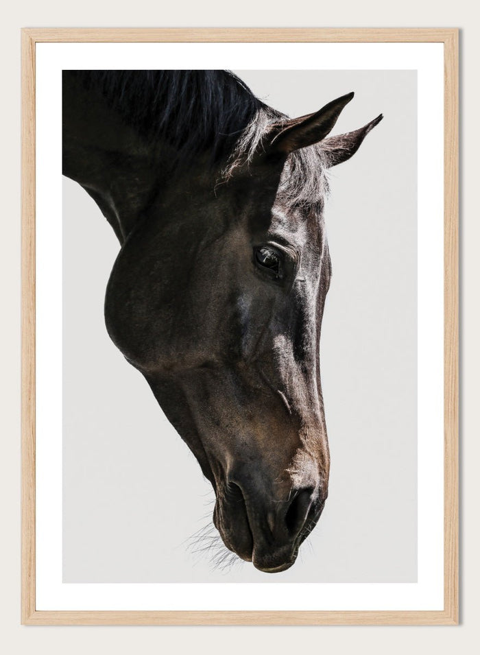 Shot by Clint - Gentle Equine Gaze Art Print_Sugar & Canvas_Shot by Clint
