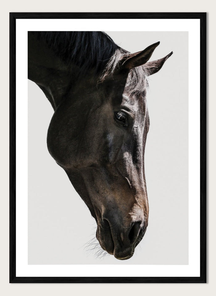 Shot by Clint - Gentle Equine Gaze Art Print_Sugar & Canvas_Shot by Clint