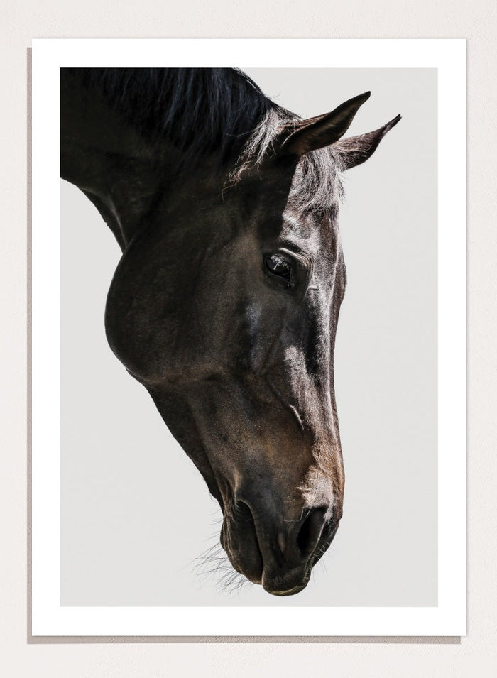 Shot by Clint - Gentle Equine Gaze Art Print_Sugar & Canvas_Shot by Clint