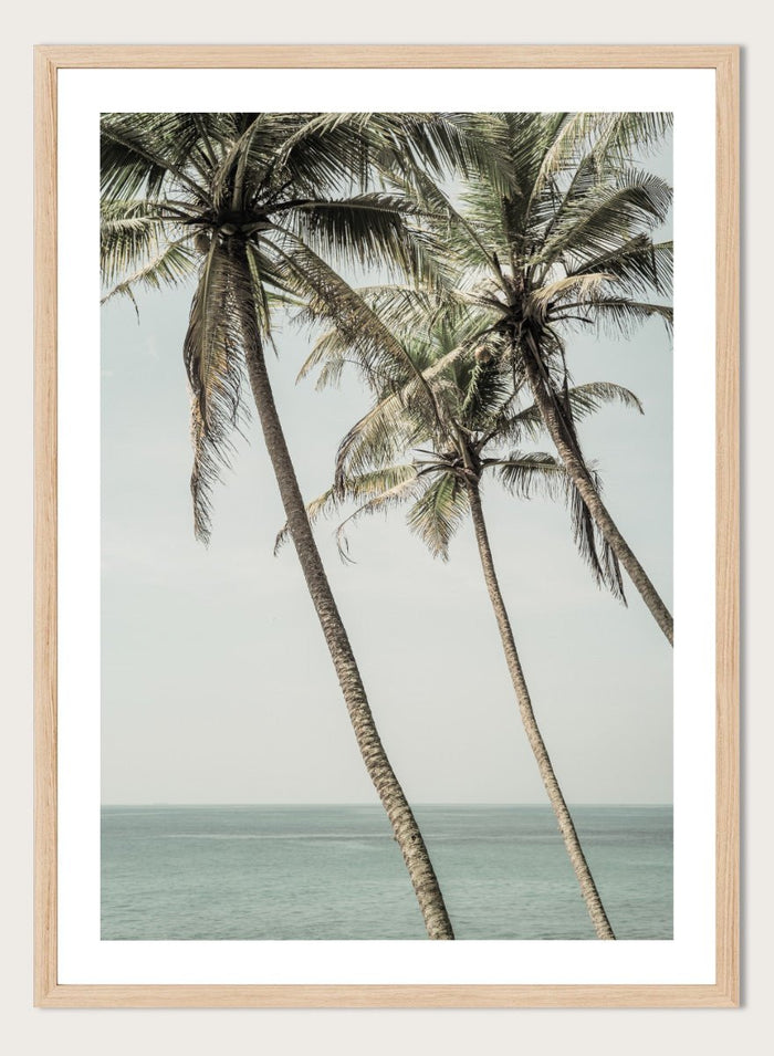 Shot by Clint - Ocean Breeze Palms Art Print_Sugar & Canvas_Shot by Clint