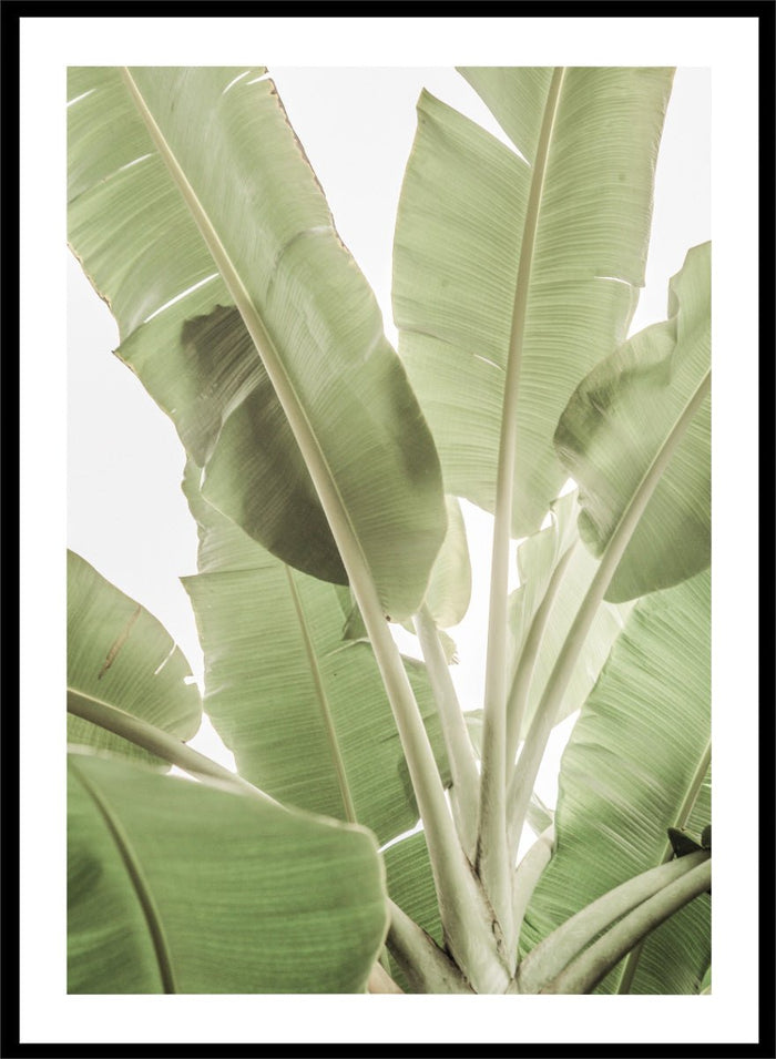 Shot by Clint - Verdant Leafscape Art Print_Sugar & Canvas_Shot by Clint