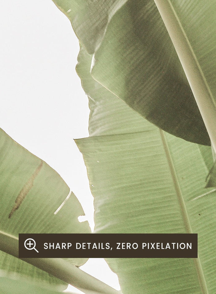 Shot by Clint - Verdant Leafscape Art Print_Sugar & Canvas_Shot by Clint