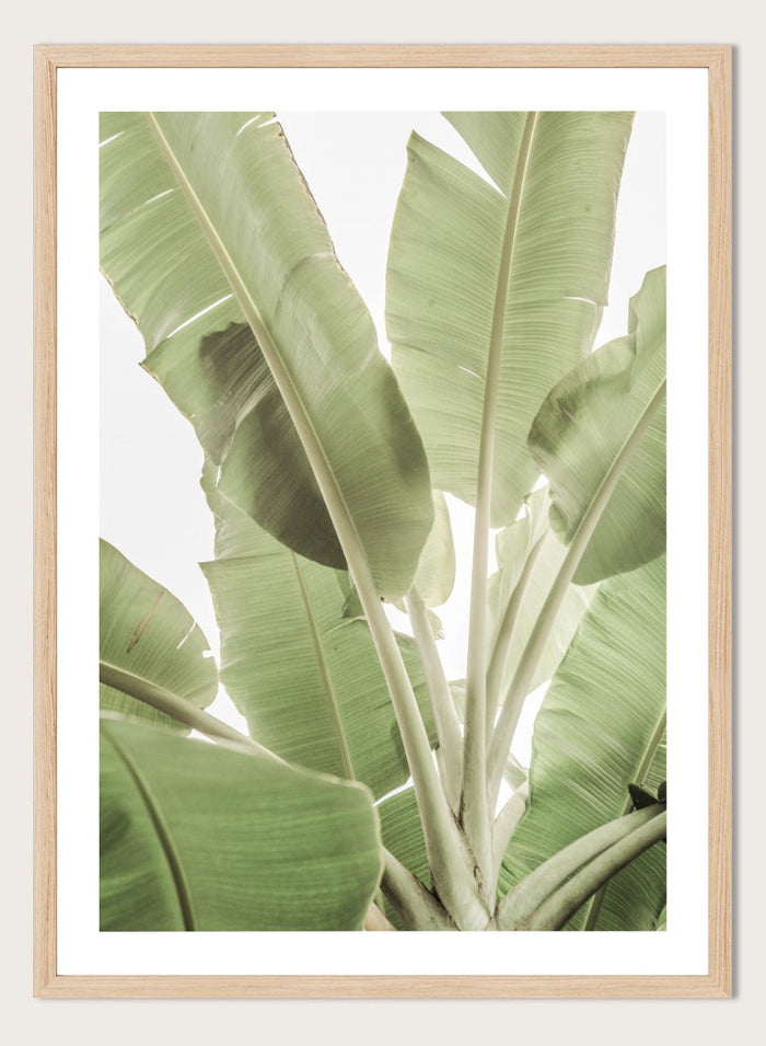 Shot by Clint - Verdant Leafscape Art Print_Sugar & Canvas_Shot by Clint